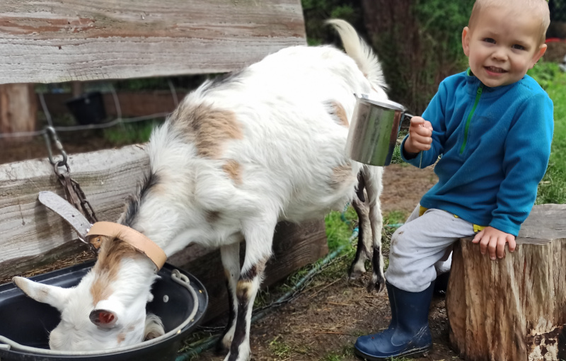 dojenie kóz i owiec